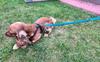 Dog Leash with Shock Absorber 280cm TURQUOISE Adjustable Sports