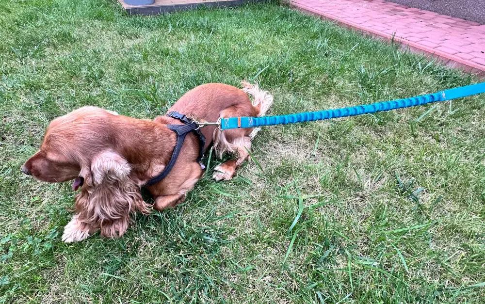 Dog Leash with Shock Absorber 280cm TURQUOISE Adjustable Sports