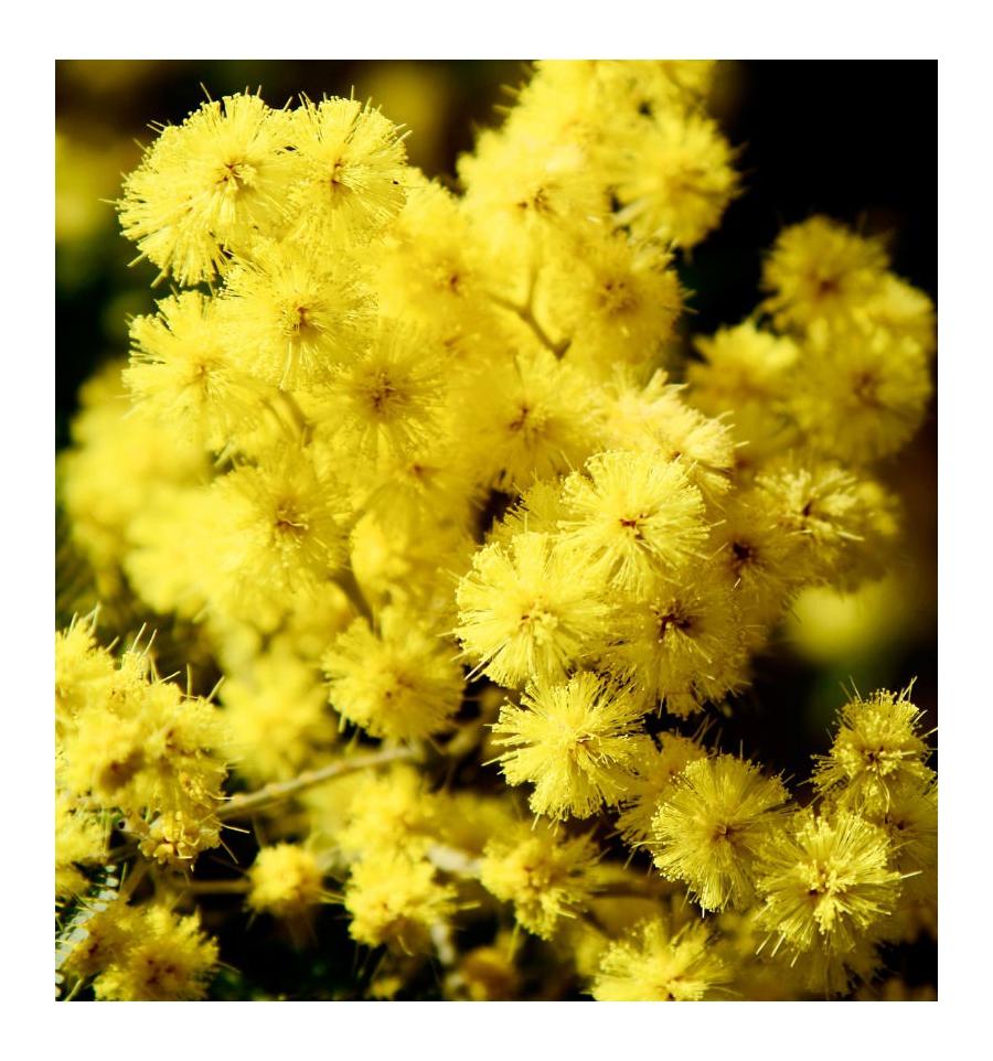 Yodeyma Candy parfümiertes Wasser für Frauen 100 ml