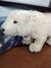 [USED] steiff×fulda yukon quest polar bear teddy bear