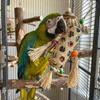 Bamboo Woven Parrot Chewing Toys Shredding Crinkles Natural Bird Foraging Toy Bite Resistant Colorful Hanging Foraging Basket