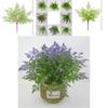Faux Pteridium Aquilinum Var Latiusculum Plant Decor Set With Realistic Leaf Textures For Garden Photography And Home Decor