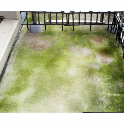 Toyaku Moss and Mold Remover 420ml