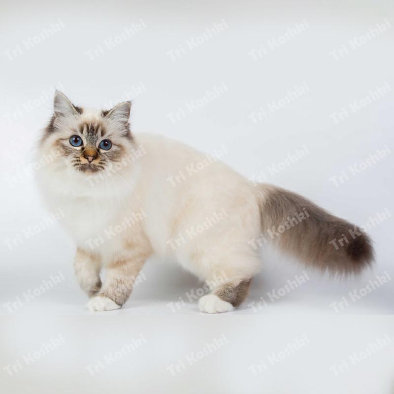 Tri koshki RC035 Anime Dog Ragdoll Sticker Waterproof PVC Decoration Door Living Room Kids Room