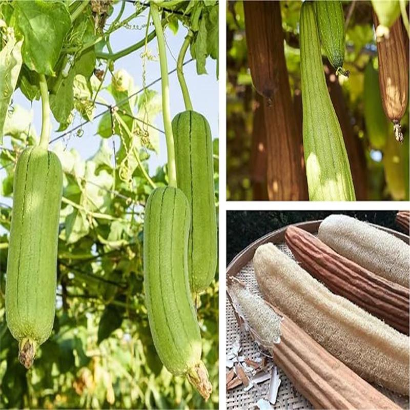 1/3pcs Organic Loofahs Loofah Spa Exfoliating Scrubber Natural Luffa Body Wash Sponge Remove Dead Skin Made Soap Dishwashing