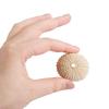 Marine Beach Natural Shells Conch Coquillage Sea Urchin Bonsai Mediterranean Seashells Craft Aquarium Home Decoration