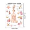 Muskel- und Skelettsystem Anatomisches Poster-Set Menschliches Skelett & Muskelanatomie Einseitig 19" x 27"""