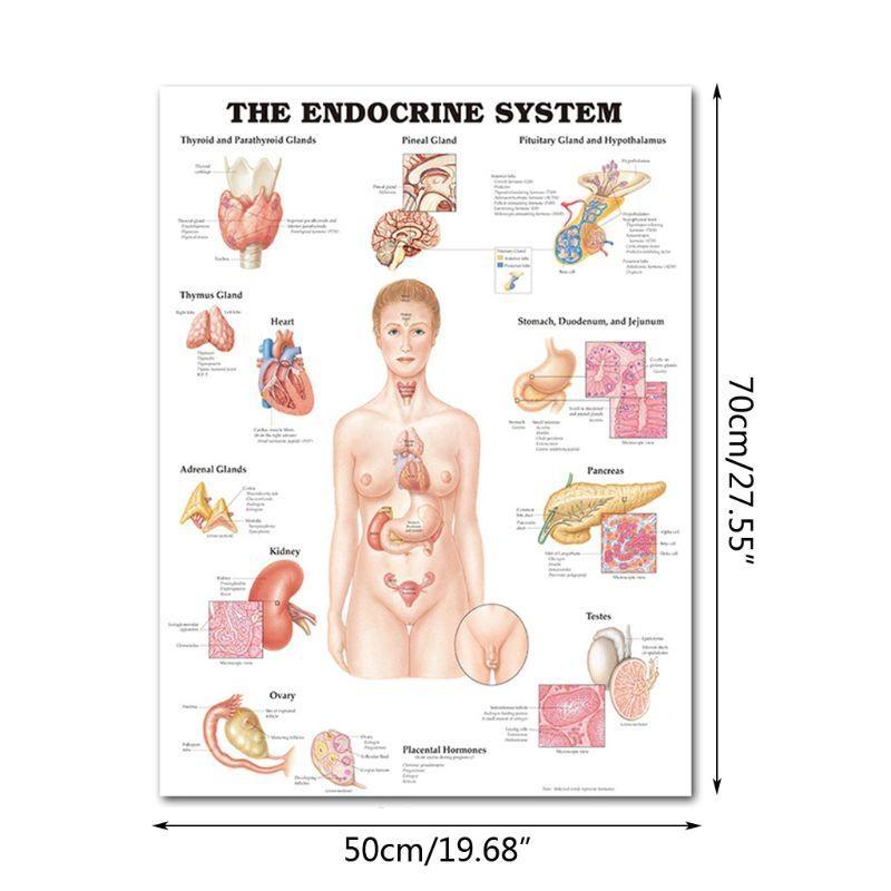 Muskel- und Skelettsystem Anatomisches Poster-Set Menschliches Skelett & Muskelanatomie Einseitig 19" x 27"""