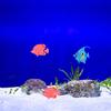 NOLITOY Set of Fake Tropical Fish Floating and Swimming Artificial Fish Colorful Plastic Aquarium Aquarium Accessories 25-Piece Figures, Ornaments,