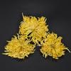 Golden Silk Chrysanthemum A Cup of Tribute Chrysanthemum Wuyuan Flower Tea 30
