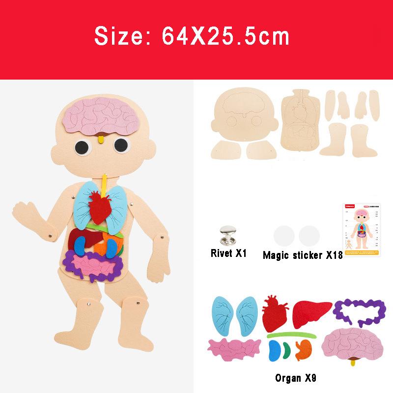 

Montessori Human Body Torso Felt Model Educational Toys Kids Organs Cognitive Dressing Parish Open Learning Material Puzzle Game