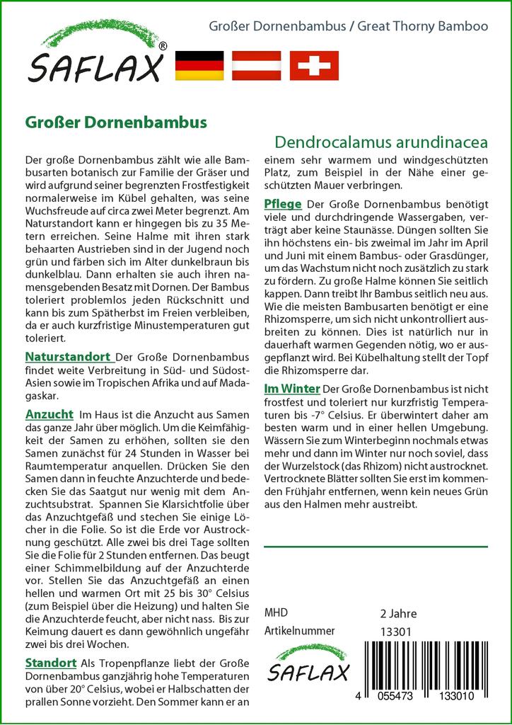 SAFLAX Grande Bambu Espinhoso - 50 sementes - Dendrocalamus arundinacea