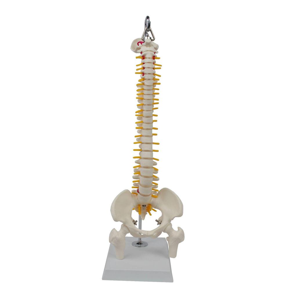 Medium Spine and Pelvis Skeleton Model for Orthopedic and Vertebrae Teaching