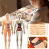 DIY Mannequin Science Cognitive Puzzle Toy Transparent Kid Skeleton Model  Birthday Kids Gift