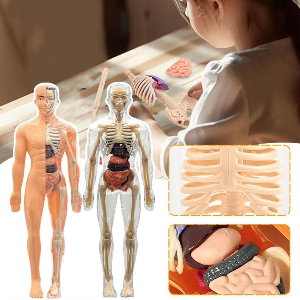 DIY Mannequin Science Cognitive Puzzle Toy Transparent Kid Skeleton Model Birthday Kids Gift