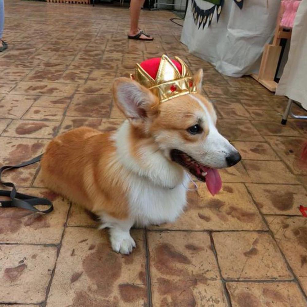 dog crown hat