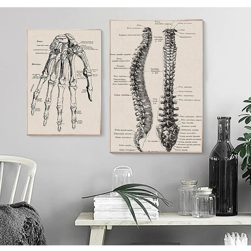 Human Anatomy Wall Art Hospital Vintage Posters and Prints Doctor Office Decoration Skeleton Anatomical Skull Canvas Painting