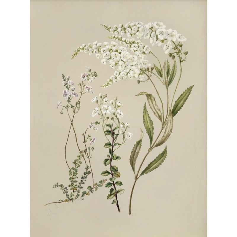 Vintage Beauty Style Botanical Flower Floral Gallery Art Poster Canvas Painting Wall Prints Picture for Living Room Home Decor