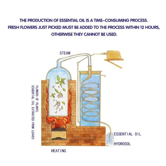 10ML Cinnamon Essential Oil Moisturizing Cinnamon Bark Single Massage Oil for Yoga Room