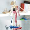 Model lidského těla s podnosem Pinzety Svítící ve tmě Odnímatelné Lidské torzo Anatomie Učební pomůcka Školní studenti Orgány Kosti Učení Vzdělávací hračka