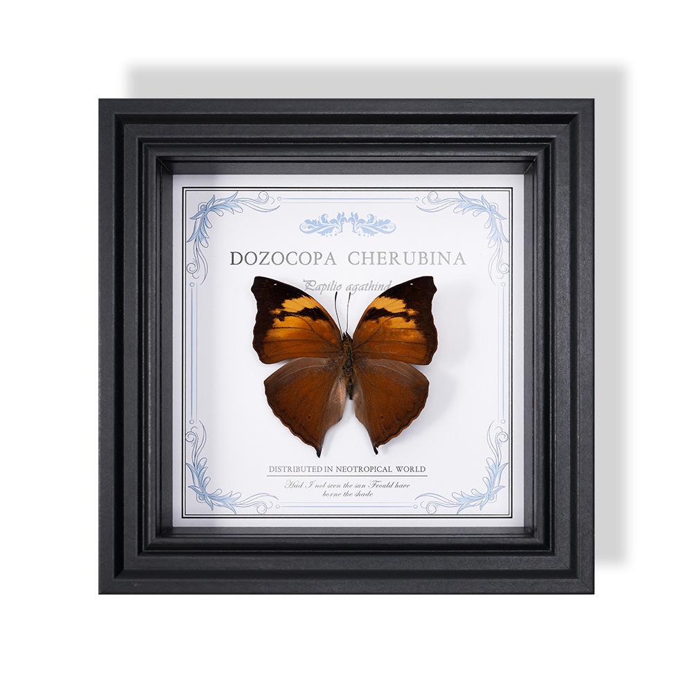 Wall-Mounted Butterfly Specimen Photo Frame: Home Decor & Gift for Valentine's Day, Qixi, Birthday, Couples & Insect Lovers