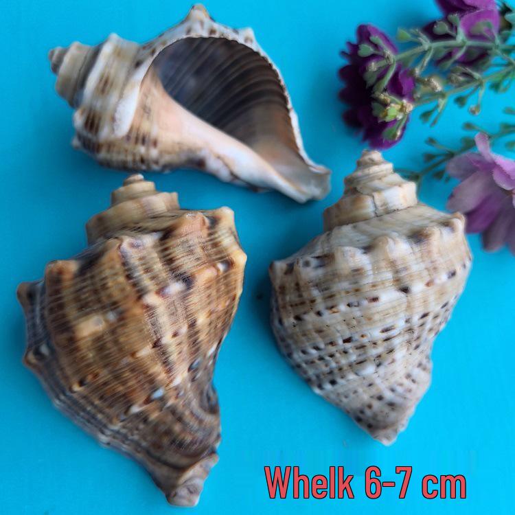 Conch Shells & Starfish for Hermit Crabs: Aquarium Decor & Drift Bottle Accessories