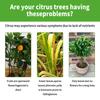 MoonSpry Liquid Concentrated Fertilizer Citrus, Orange, Lemon Plant Supplementary Fertilizer, Balanced Nutrient Solution