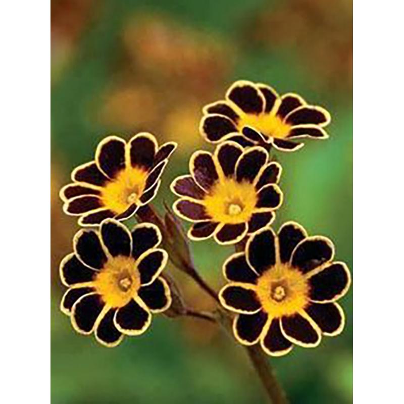 5D DIY Diamond Painting Flowers Rose Cross Stitch Kit Full Round Drill Embroidery Mosaic Wall Art Rhinestones Home Decor Gift