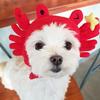 The Ultimate Popular Pet Crab Hat