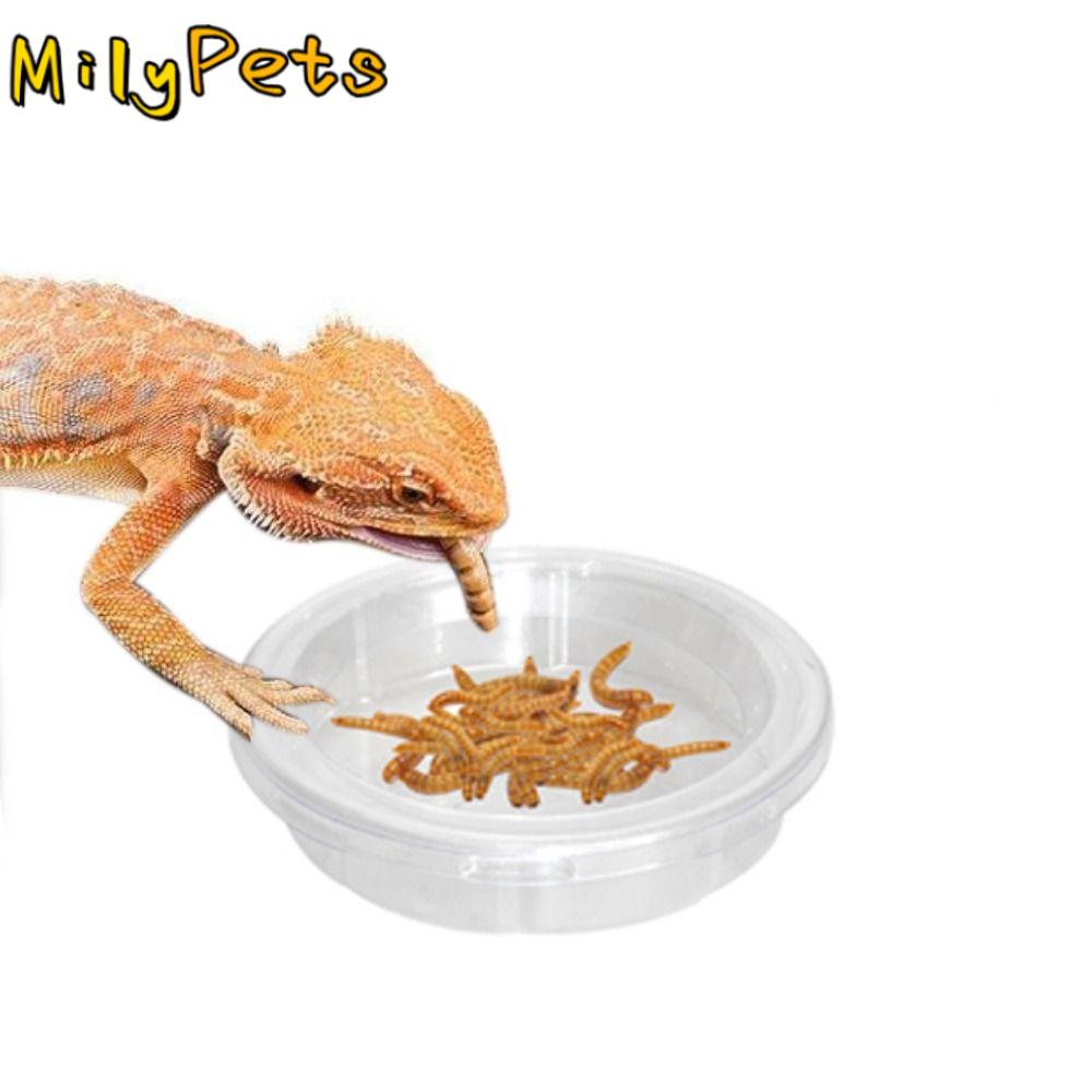 5pcs Practical Transparent Lizard Food Bowl Plastic Round Reptile Feeding Dish Reptile Terrarium Spider 5pcs