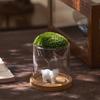 Glass Terrarium For Mountain Views Moss Planter Hydroponic Plant Container Multifunctional Cup Home Decoration Great Gift
