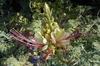 SAFLAX Peacock Shrub - 10 Seeds - Caesalpinia Gillesii