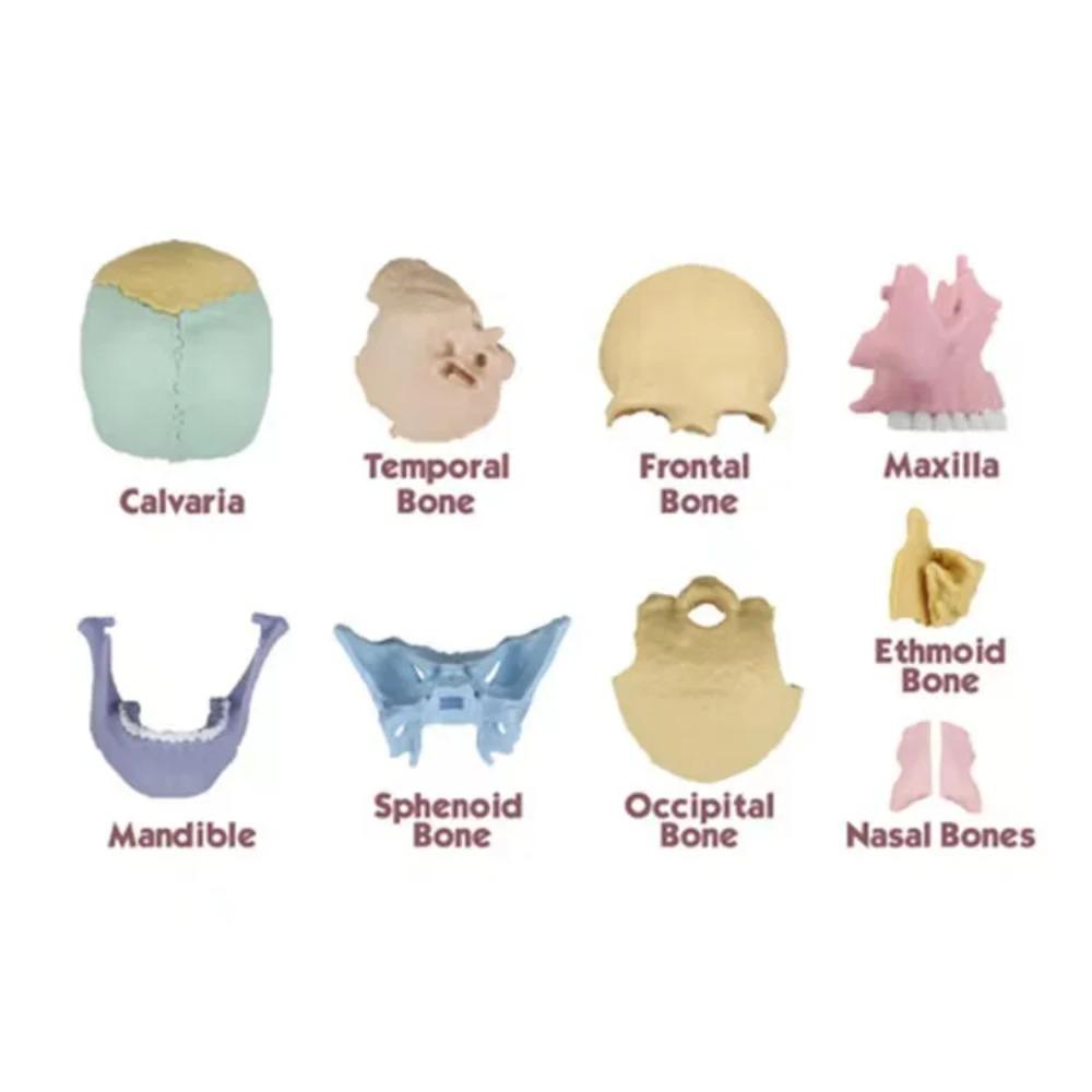 Dental Skull Model 1:2 Human-Skull Model Model Toys Anatomy Skull Model  Assembling Toys
