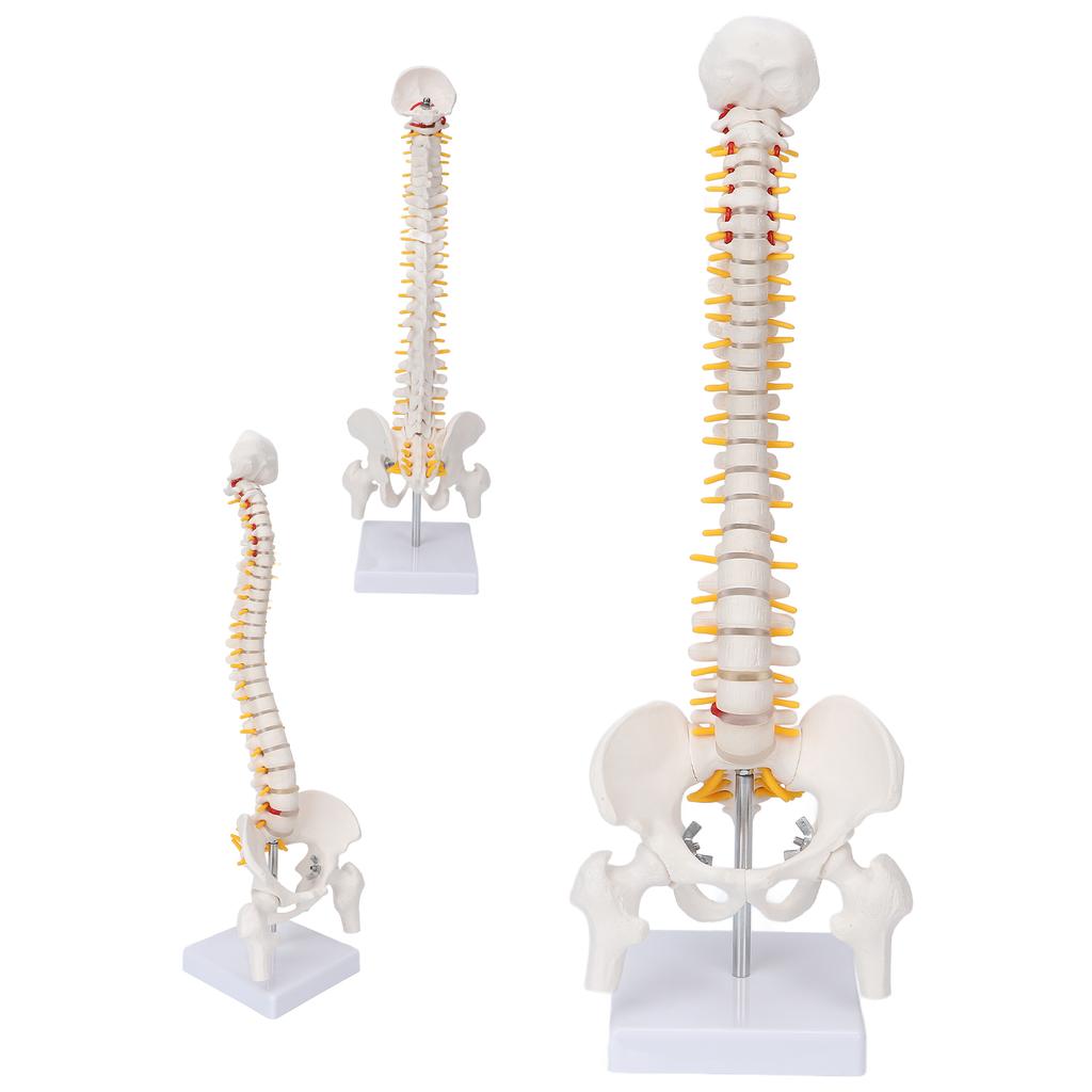 Vertebral Column Model Flexible Spine Caudal Vertebra Anatomical Model with Spinal Nerves for Science Classroom Teaching