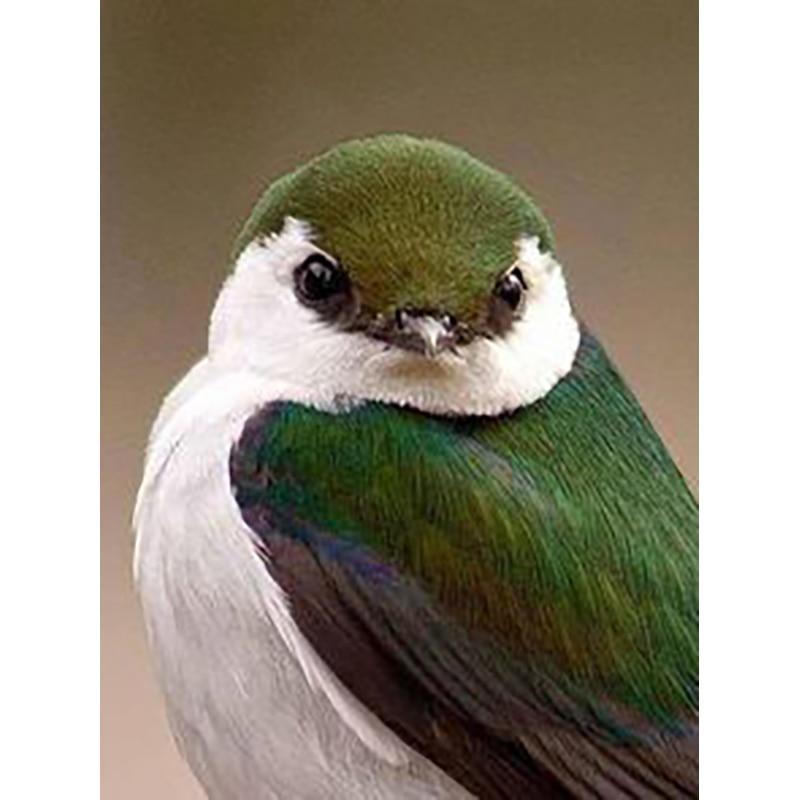 Neue 5D DIY Diamant Malerei Vogel Diamant Stickerei Tiere Kreuz Stich Voll Platz Runde Bohrer Handwerk Wohnkultur Manuelle Geschenk
