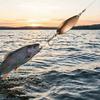 Swimming Fishing Spoons Lures Treble Hook Set Curved Hard Fish Baits Metal Construction Fishing Sequins Lures Baits