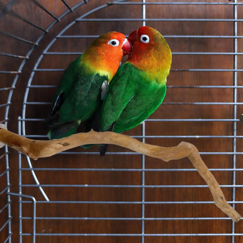 Papageien-Sitzstange aus Naturholz für kleine Vögel – Kletter- und Spielspielzeug