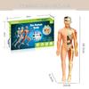 Children's Human Body Model Educational Toy - Skeleton and Torso Assembly for Early Science Learning