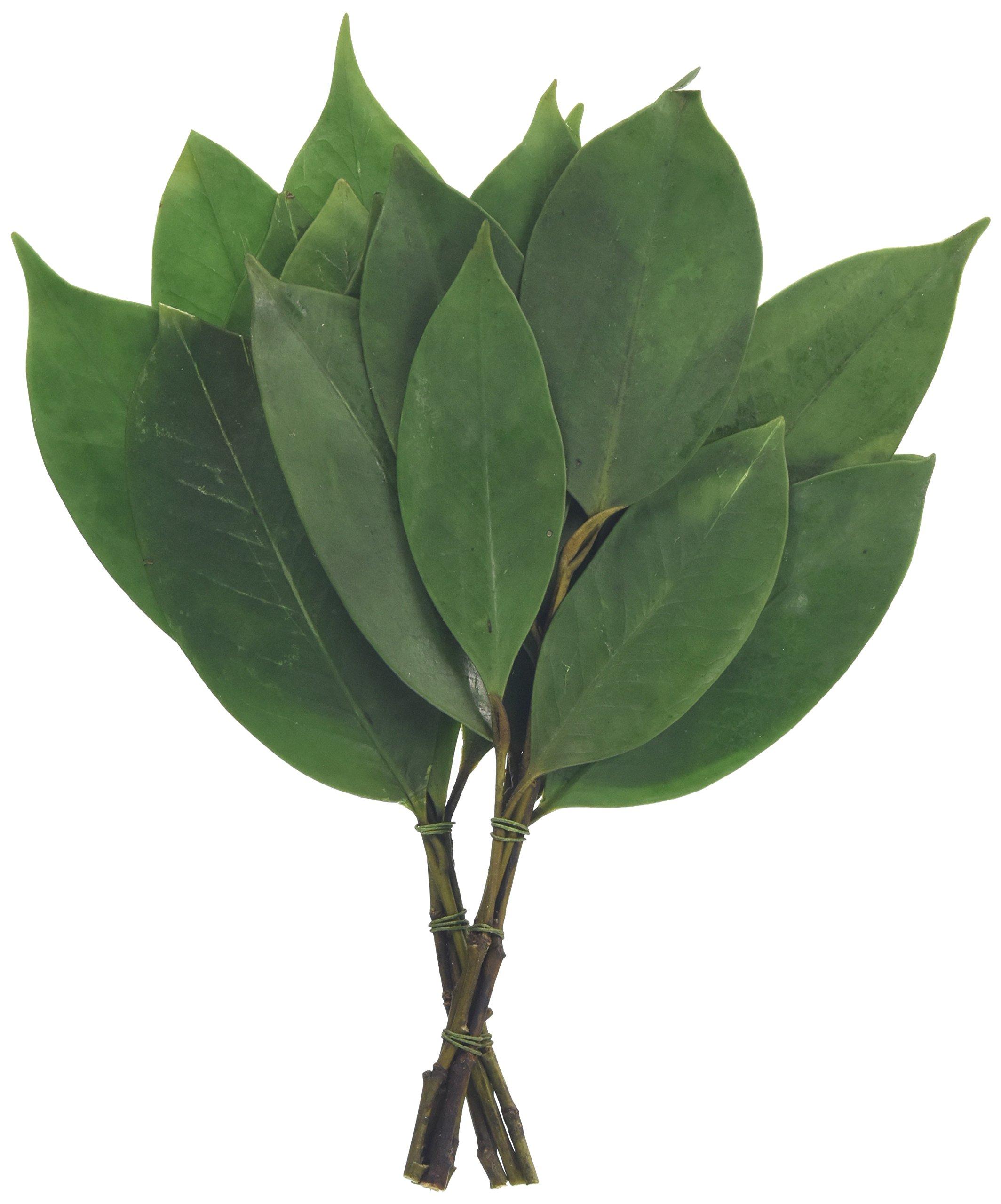 

Kamidana no Sato, Shinto Altar, Preserved Sakaki Trees, Miniature, 1 Pair [RSL]