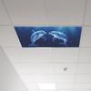 Underwater World Dolphin Living Room Bedroom Ceiling Beautification and Decorative Wall Stickers