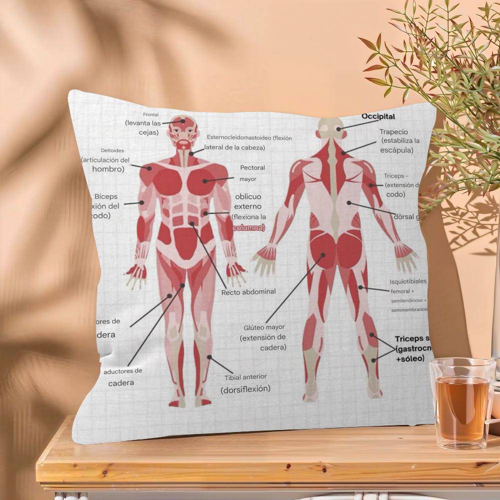 Muscle System Human Anatomy Diagram Medical Cushion Cover x Polyester Sofa Cushions Decorative Throw Pillows