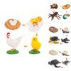 Enchanting Simulation Solid Turtle Chick Frog Animal Growth Cycle Montessori Teaching Aids For Unique Gifts And Decorative Accents