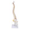 Vertebral Column Model Flexible Spine Caudal Vertebra Anatomical Model with Spinal Nerves for Science Classroom Teaching