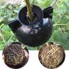 Plant High Pressure Box Propagation Ball Multipurpose Growing Supplies for Home Festival Fruit Tree Plant Growing Supply