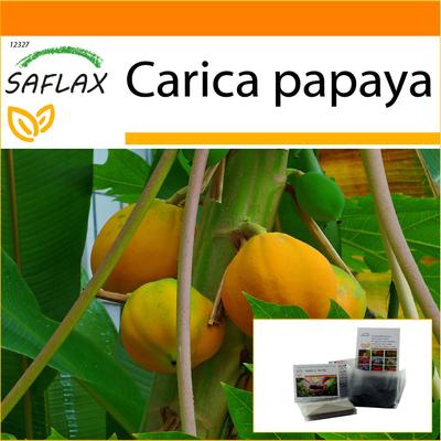Garden In the Bag - Melon Tree - 30 Seeds - With Substrate In a Fitting Stand Up Bag - Carica Papaya