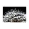 Romantic Dandelion Background Tapestry for Events,Party Banner,Home Decor,Weddings,Photo Booths
