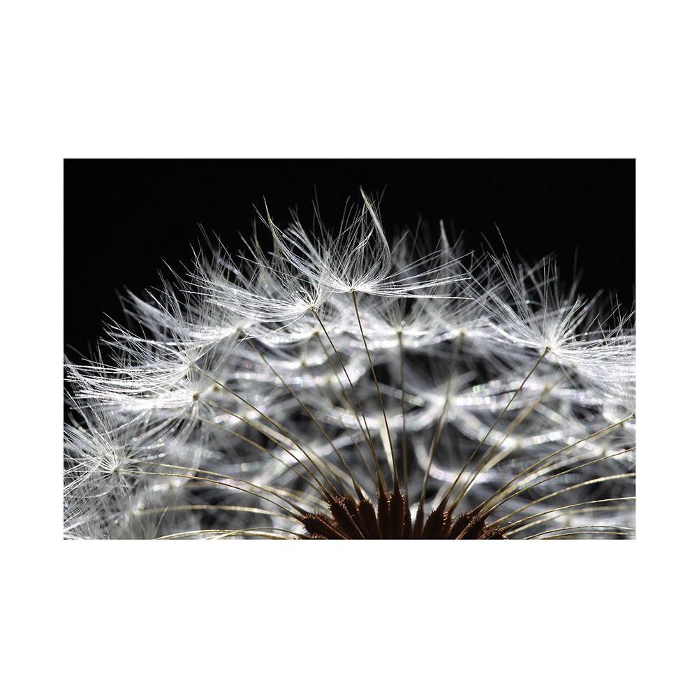 Romantic Dandelion Background Tapestry for Events,Party Banner,Home Decor,Weddings,Photo Booths