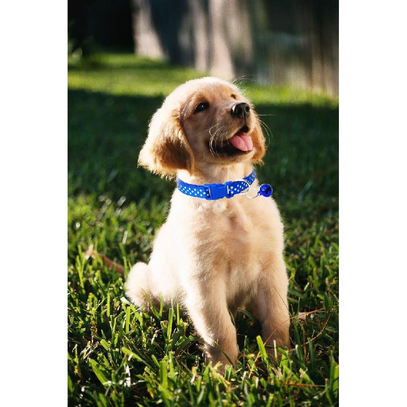 Pink Dog Collar with Bell for Small Dogs, 2-Pack Puppy Dog Collar with Bells for Girls Kitten Cat Collars Buckle for Tiny Little XXS XS XSmall Small