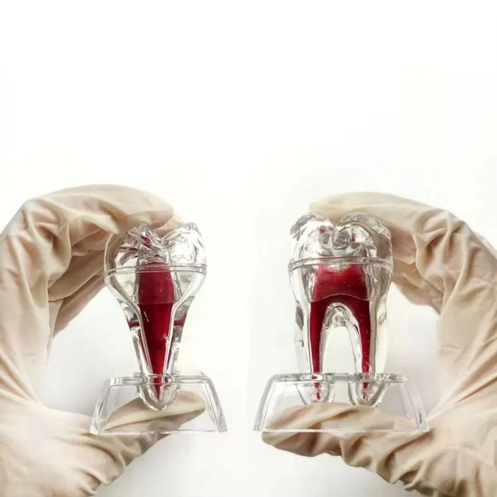 With Base Decomposable Dental Teeth Model Separable Tooth Root Structure Model  Oral Treatment