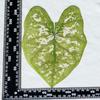 Colorful Caladium Powder Splash Dried Flowers & Leaves for DIY Crafts, Teaching, and Epoxy Photo Frames